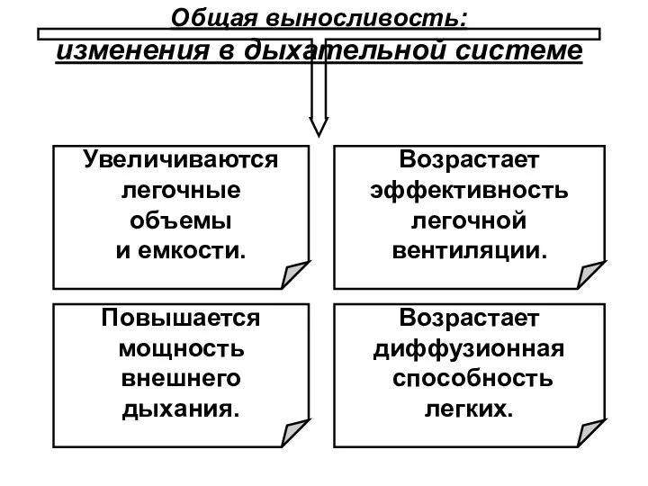 Общая выносливость: изменения в дыхательной системе Возрастает эффективность легочной вентиляции.