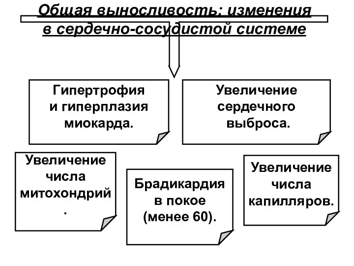 Общая выносливость: изменения в сердечно-сосудистой системе Увеличение сердечного выброса. Увеличение