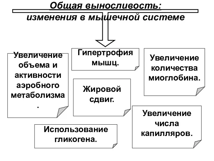 Общая выносливость: изменения в мышечной системе Увеличение количества миоглобина. Увеличение