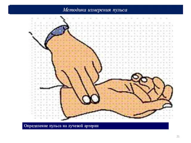 Методика измерения пульса Определение пульса на лучевой артерии Методика измерения пульса