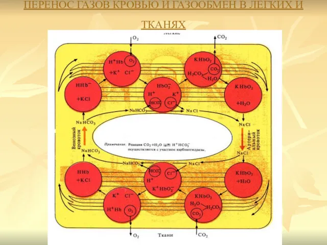 ПЕРЕНОС ГАЗОВ КРОВЬЮ И ГАЗООБМЕН В ЛЕГКИХ И ТКАНЯХ