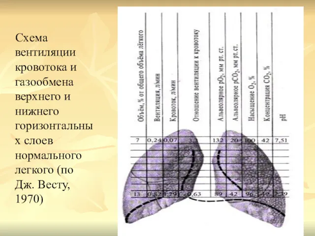Схема вентиляции кровотока и газообмена верхнего и нижнего горизонтальных слоев нормального легкого (по Дж. Весту, 1970)