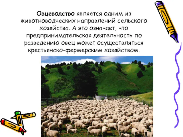 Овцеводство является одним из животноводческих направлений сельского хозяйства. А это означает, что предпринимательская