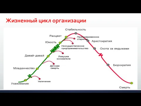 Жизненный цикл организации