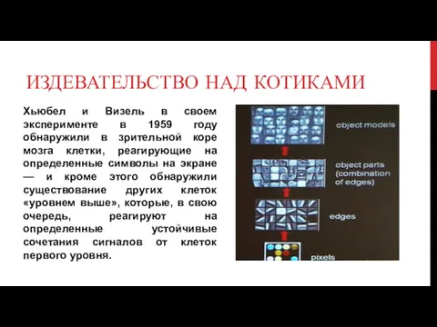 ИЗДЕВАТЕЛЬСТВО НАД КОТИКАМИ Хьюбел и Визель в своем эксперименте в