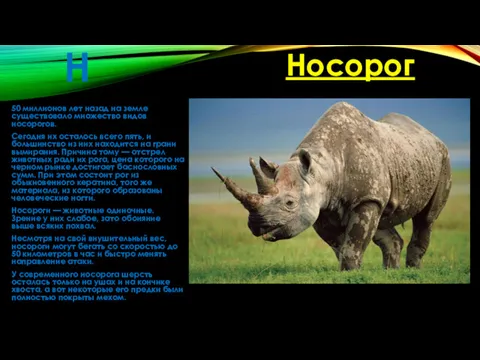 Н 50 миллионов лет назад на земле существовало множество видов носорогов. Сегодня их