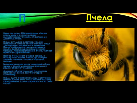 П Известно около 2000 видов пчел. Они по всему миру и в самых