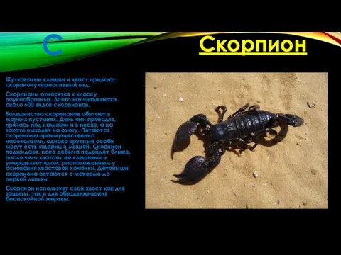 С Жутковатые клешни и хвост придают скорпиону агрессивный вид. Скорпионы относятся к классу