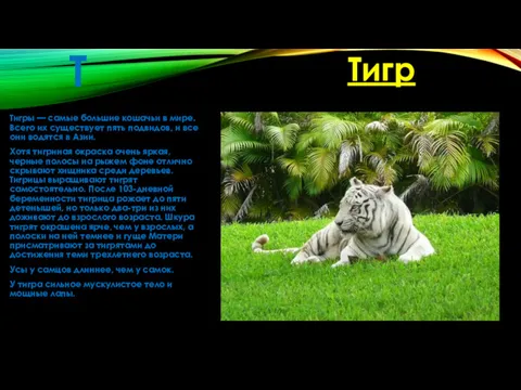 Т Тигры — самые большие кошачьи в мире. Всего их существует пять подвидов,