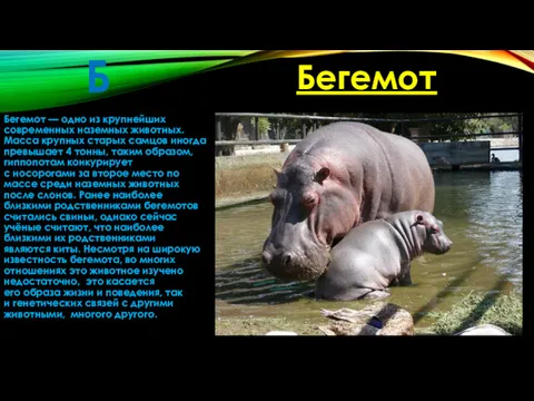 Б Бегемот — одно из крупнейших современных наземных животных. Масса крупных старых самцов