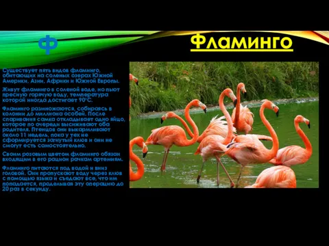 Ф Существует пять видов фламинго, обитающих на соленых озерах Южной Америки, Азии, Африки