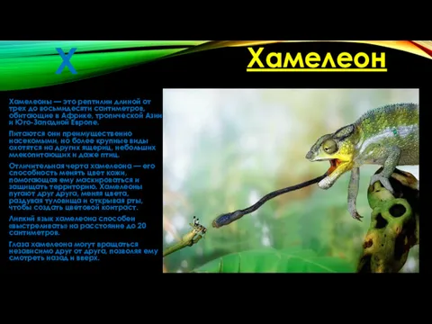 Х Хамелеоны — это рептилии длиной от трех до восьмидесяти сантиметров, обитающие в
