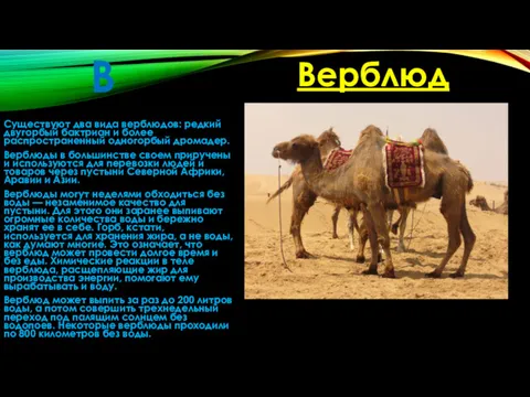 В Существуют два вида верблюдов: редкий двугорбый бактриан и более распространенный одногорбый дромадер.
