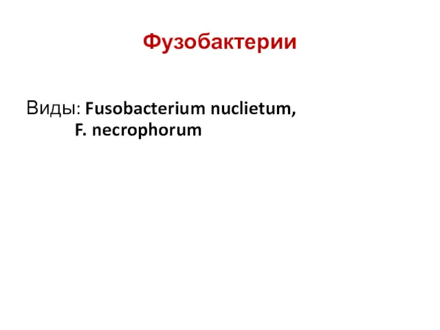 Фузобактерии Виды: Fusobacterium nuclietum, F. necrophorum