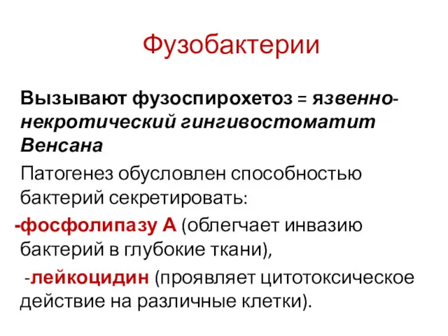 Фузобактерии Вызывают фузоспирохетоз = язвенно-некротический гингивостоматит Венсана Патогенез обусловлен способностью