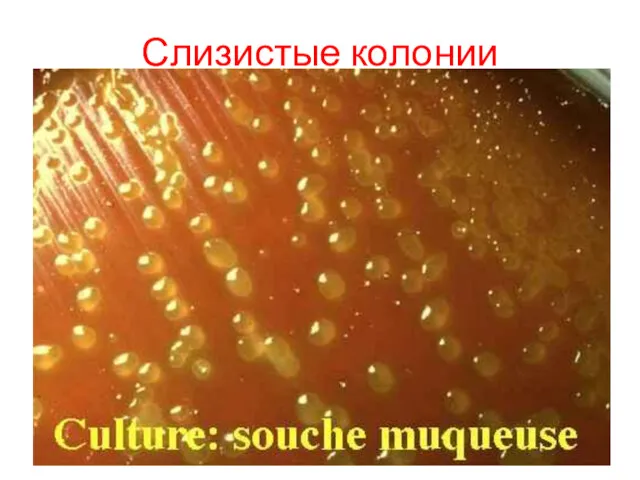 Слизистые колонии