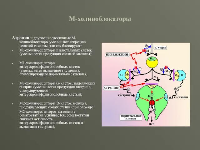 М-холиноблокаторы Атропин и другие неселективные М-холиноблокаторы уменьшают секрецию соляной кислоты,