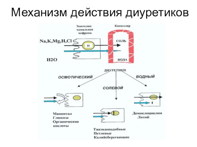 Механизм действия диуретиков