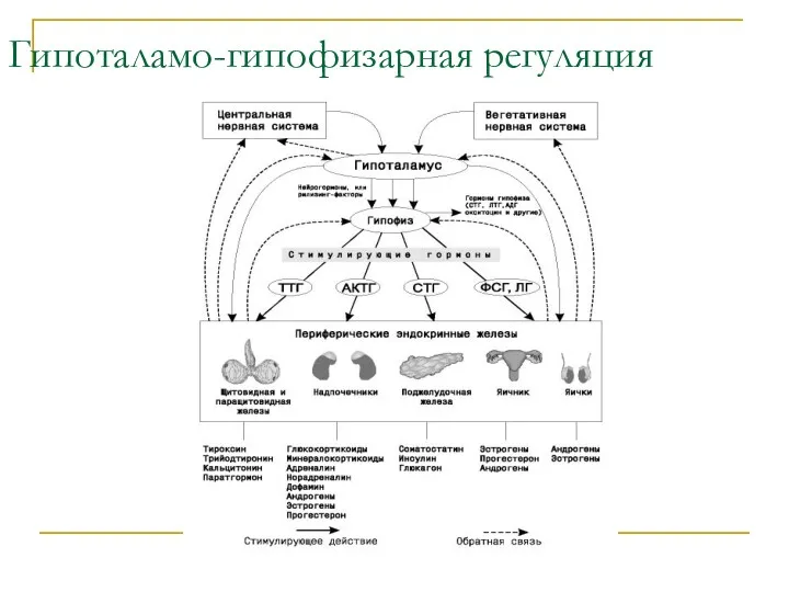 Гипоталамо-гипофизарная регуляция