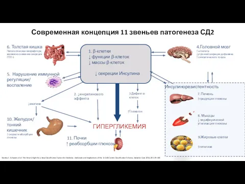 Современная концепция 11 звеньев патогенеза СД2