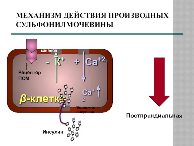 МЕХАНИЗМ ДЕЙСТВИЯ ПРОИЗВОДНЫХ СУЛЬФОНИЛМОЧЕВИНЫ ПСМ → Постпрандиальная гипергликемия