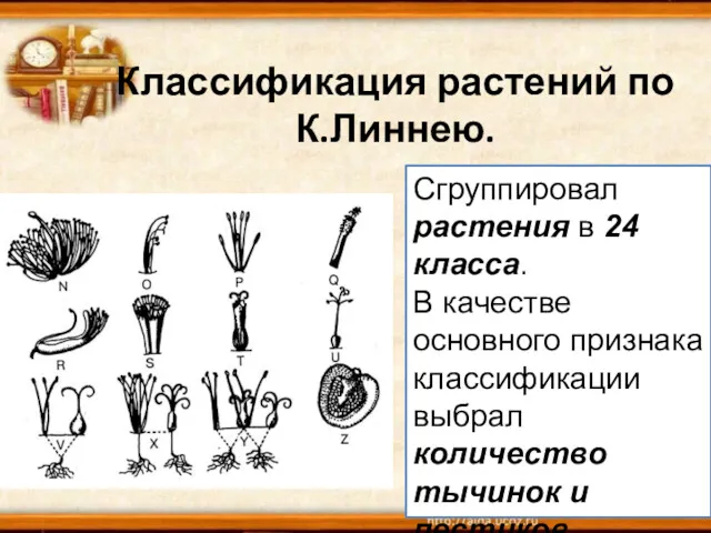 Классификация растений по К.Линнею. Сгруппировал растения в 24 класса. В