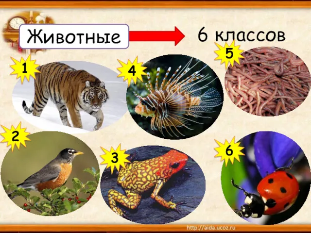 6 классов Животные 1 2 3 4 5 6