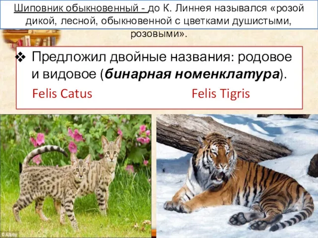 Предложил двойные названия: родовое и видовое (бинарная номенклатура). Felis Catus