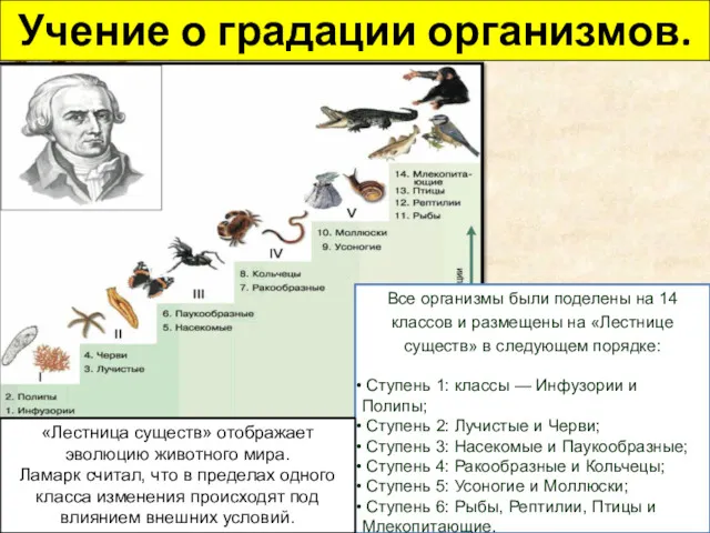 Учение о градации организмов. Все организмы были поделены на 14