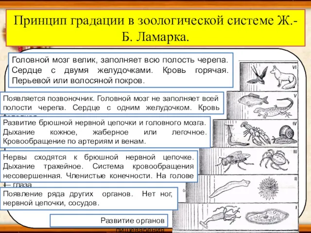 Принцип градации в зоологической системе Ж.-Б. Ламарка.