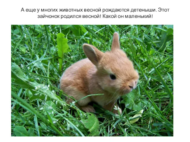 А еще у многих животных весной рождаются детеныши. Этот зайчонок родился весной! Какой он маленький!