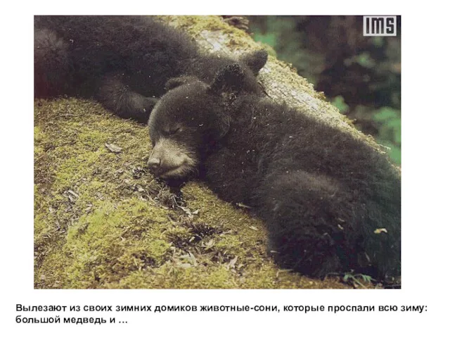 Вылезают из своих зимних домиков животные-сони, которые проспали всю зиму: большой медведь и …