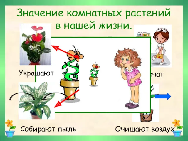 Значение комнатных растений в нашей жизни. Украшают Лечат Собирают пыль Очищают воздух