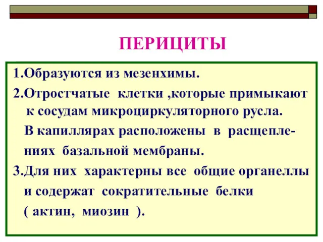 ПЕРИЦИТЫ 1.Образуются из мезенхимы. 2.Отростчатые клетки ,которые примыкают к сосудам