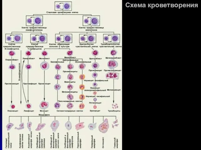 Схема кроветворения