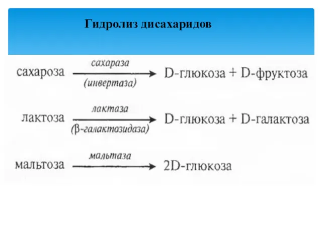 Гидролиз дисахаридов