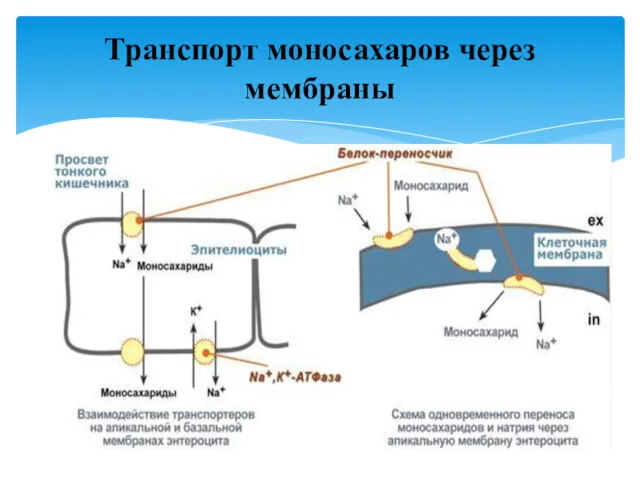 Транспорт моносахаров через мембраны