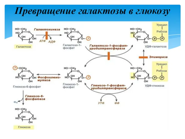 Превращение галактозы в глюкозу