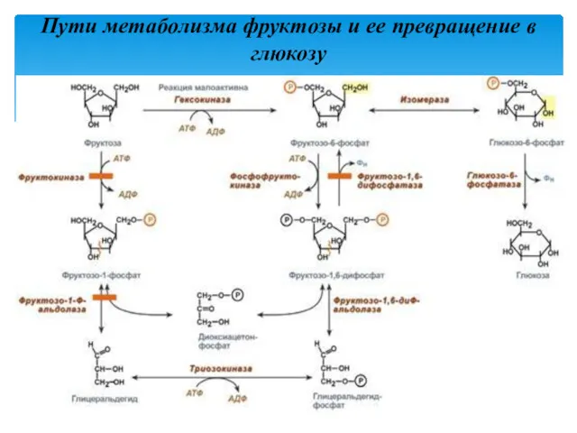 Пути метаболизма фруктозы и ее превращение в глюкозу