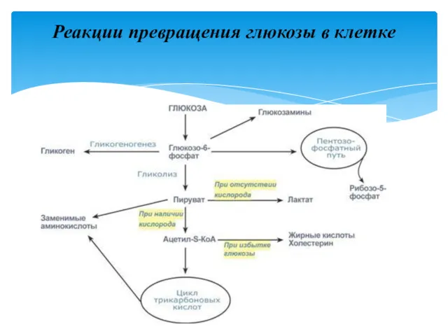 Реакции превращения глюкозы в клетке