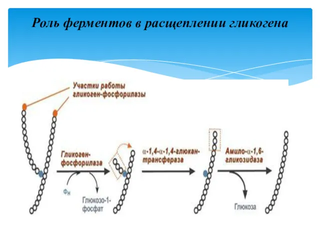 Роль ферментов в расщеплении гликогена