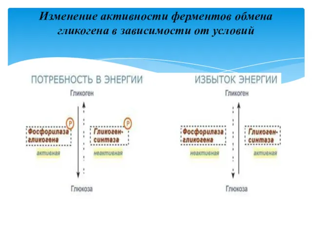 Изменение активности ферментов обмена гликогена в зависимости от условий