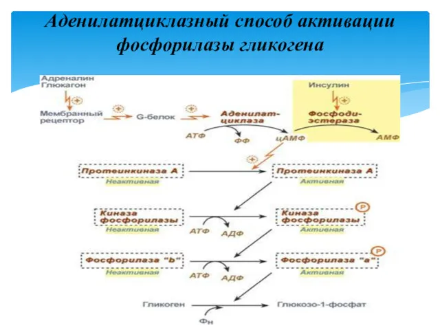 Аденилатциклазный способ активации фосфорилазы гликогена