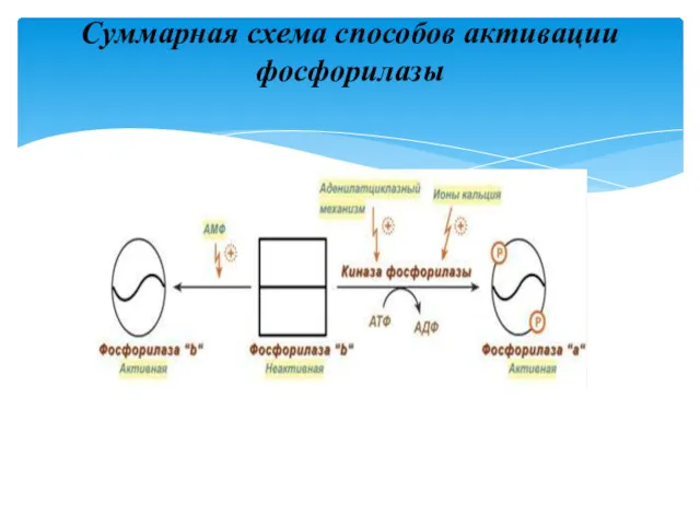 Суммарная схема способов активации фосфорилазы