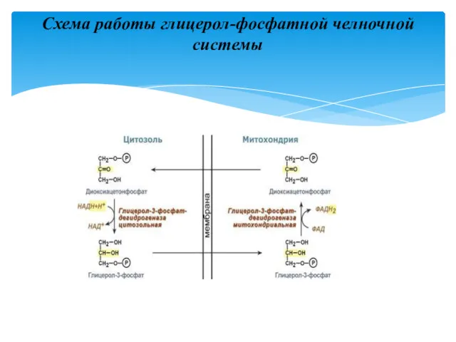 Схема работы глицерол-фосфатной челночной системы