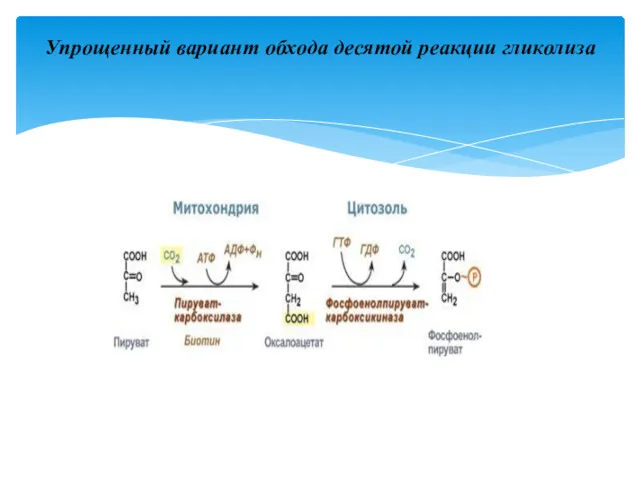 Упрощенный вариант обхода десятой реакции гликолиза