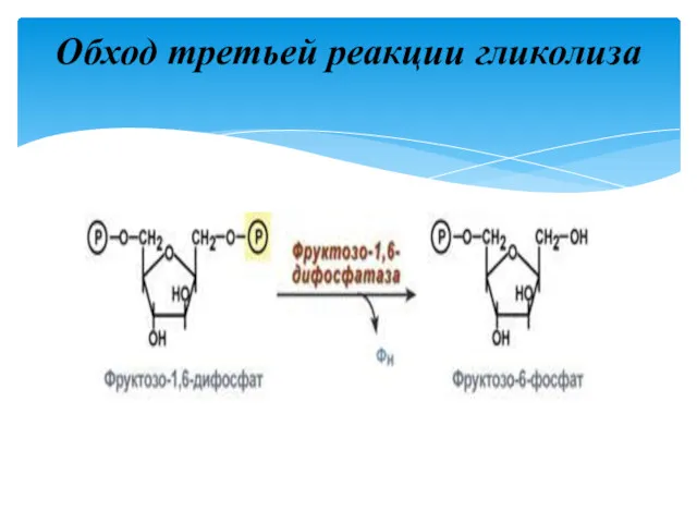 Обход третьей реакции гликолиза