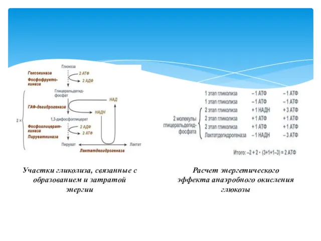 Участки гликолиза, связанные с образованием и затратой энергии Расчет энергетического эффекта анаэробного окисления глюкозы