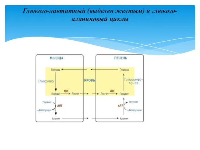 Глюкозо-лактатный (выделен желтым) и глюкозо-аланиновый циклы