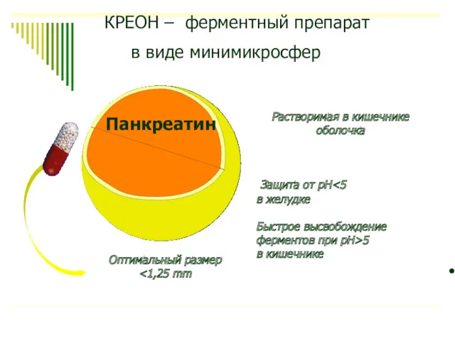 Оптимальный размер Растворимая в кишечнике оболочка Панкреатин Защита от рН